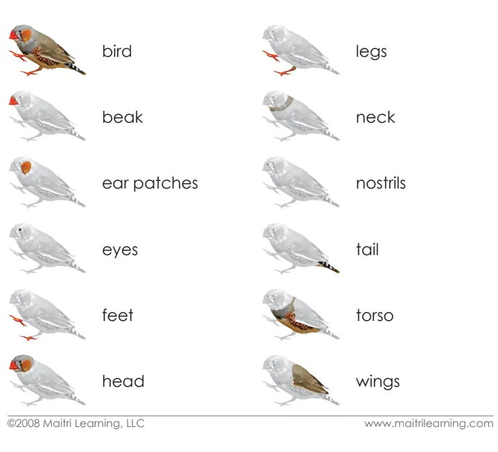 Cardstock Parts of the Bird 3-Part reading cards